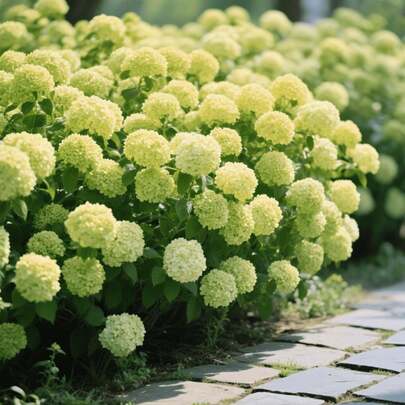 29pcs Hydrangea Seeds Flower Seeds Balcony Potted Seeds Outdoor Clumping Planting Continuous Blooming for Elegance Full Flower Shape Fits Landscape Suitable for Home Landscaping Balcony Landscape Arrangement
