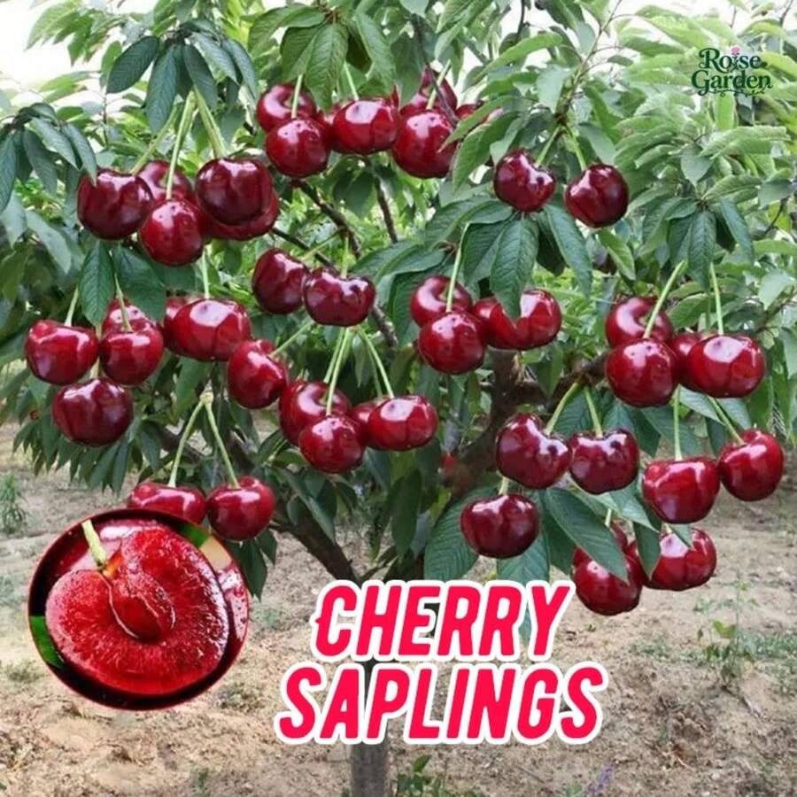 300Seeds Healthy Cherry Sapling Seeds - Ready-To-Grow For Backyard Fruit Growing, Easy Care For Home Gardeners - 300 hạt giống - Xem 1
