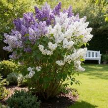 30pcs Lilac Seeds Home Garden Seeds Purple and White Color Elegant Fragrance Seeds for Balcony Potting Outdoor Ground Planting - Verschiedenfarbig - Übersicht 3