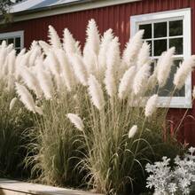 98 Pampas Grass Seeds for Garden Ornamental Grass Outdoor Rock Garden Planting Plumes Elegant Integrate Wild Charm into Garden - Verschiedenfarbig - Übersicht 3