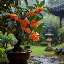 10pcs Osmanthus Seeds Office Park Seeds For Office Building Park Planting Fragrance Accompanies Work Alleviate Workplace Stress Atmosphere - Verschiedenfarbig - Übersicht 1