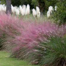 Pink Muhly Grass Seeds, Perennial Muhlenbergia Capillaris MU0130RSuitable For DIY Garden, Home Garden, Flower Pots And Courtyard-Ldeal Gardening Gift Suitable For Plant Lovers As A Gift Of Nature - Z HB-1 00年代種子-31 - 查看 5