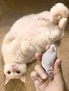 1 pieza Llavero conmemorativo personalizado para mascotas (perro/gato) con nombre y foto personalizados - Multicolor - Ver 5