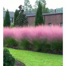 Pink Muhly Grass Seeds, Perennial Muhlenbergia Capillaris MU0130RSuitable For DIY Garden, Home Garden, Flower Pots And Courtyard-Ldeal Gardening Gift Suitable For Plant Lovers As A Gift Of Nature - Z HB-1 00年代種子-31 - 查看 1