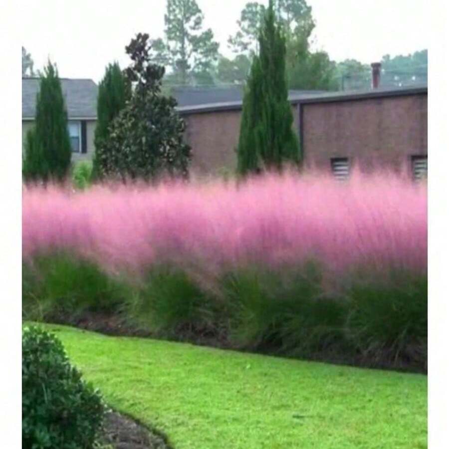 Pink Muhly Grass Seeds, Perennial Muhlenbergia Capillaris MU0130RSuitable For DIY Garden, Home Garden, Flower Pots And Courtyard-Ldeal Gardening Gift Suitable For Plant Lovers As A Gift Of Nature - Z HB-1 00年代種子-31 - 查看 1