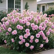 105pcs Dahlia Seeds Western Style Garden Flower Bed Seeds For Planting In Western Style Flower Beds Regular Flower Shapes Line Flower Beds Comply With Western Garden Rules