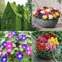 Kit de semillas jardín vertical, incluye hiedra virgen, vinca, dalia y campanilla grande, para un jardín colorido, fácil de plantar, decoración de exterior e interior, disfrute de flores variadas durante todo el año - Multicolor - Ver 2