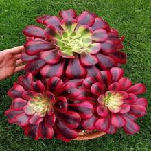 200 Seeds Succulent Plant Seeds Indoor And Outdoor Planting Garden Decoration Seeds - 200粒種子 - 查看 2