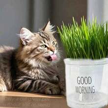 1pc Automatic Self-Watering No-Soil Cat Grass Planter With "Good Morning" Label, Indoor Plant Self-Watering Pot, & Easy To Clean Growth Tracking Tool, Pet-Friendly Home Decor - White