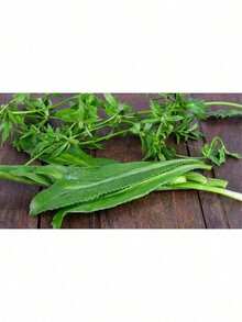 200+ Culantro Seeds |   Recao |   Ngò Gai Non-GMO Eryngium Foetidum Tropical Herb - 100 chiếc - Xem 6