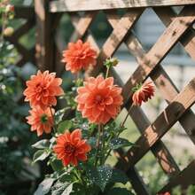 105pcs Dahlia Seeds Western Style Garden Flower Bed Seeds For Planting In Western Style Flower Beds Regular Flower Shapes Line Flower Beds Comply With Western Garden Rules