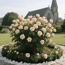 99pcs Rose Seeds - Terrace Leisure Area Seeds, Ideal for Outdoor Terrace Leisure Area Planting, Light Fragrance Accompanying Tea Breaks, Enhances Terrace Tranquil Atmosphere