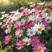 200pcs Mixed Marguerite Daisy Seeds White Pink Yellow Bloom Easy Grow Perennial Cottage Garden Pollinator Friendly Spring Summer Flower Drought Tolerant Seeds - 200粒種子 - 查看 5