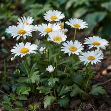 200pcs Mixed Marguerite Daisy Seeds White Pink Yellow Bloom Easy Grow Perennial Cottage Garden Pollinator Friendly Spring Summer Flower Drought Tolerant Seeds - 200粒種子 - 查看 9