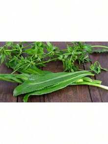 200+ Culantro Seeds |   Recao |   Ngò Gai Non-GMO Eryngium Foetidum Tropical Herb - 100 chiếc - Xem 3