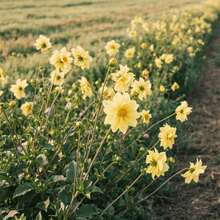 105pcs Dahlia Seeds Western Style Garden Flower Bed Seeds For Planting In Western Style Flower Beds Regular Flower Shapes Line Flower Beds Comply With Western Garden Rules