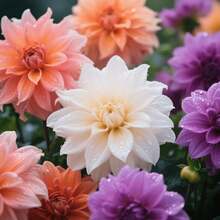 105pcs Dahlia Seeds Western Style Garden Flower Bed Seeds For Planting In Western Style Flower Beds Regular Flower Shapes Line Flower Beds Comply With Western Garden Rules