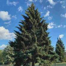 50 Pcs Black Pine Seeds Landscape Garden Tree Seeds Evergreen Bonsai Shaping Suitable for Various Environments Add Decorative Appeal Indoors & Outdoors - Variante 1 - Übersicht 2