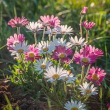 200pcs Mixed Marguerite Daisy Seeds White Pink Yellow Bloom Easy Grow Perennial Cottage Garden Pollinator Friendly Spring Summer Flower Drought Tolerant Seeds - 200粒種子 - 查看 8