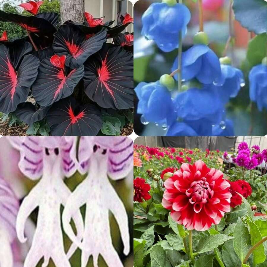 Lote de semillas colección Jardín de Rarezas, incluye caladio, manzano azul, orquídea mono y dalia roja, paquete de semillas de plantas exóticas, cultivo para jardín y decoración, horticultura y paisajismo hogar - Multicolor - Ver 1