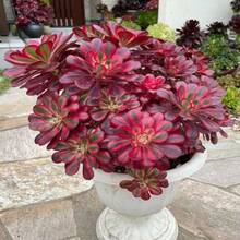 200 Seeds Succulent Plant Seeds Indoor And Outdoor Planting Garden Decoration Seeds - 200粒種子 - 查看 3