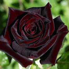 Black Baraka Rose Seeds 100+ - Rare Traditional Variety Double Petal Black Rose Garden Seeds, Perfect For Beautiful Flower Arrangements, Cold Resistant And Suitable For All Seasons, Ideal For DIY Gardens, Home Gardens, Flower Pots, And Courtyards - An Idea - 變體 1 - 查看 2