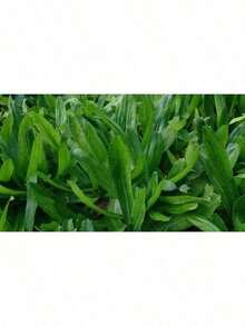 200+ Culantro Seeds |   Recao |   Ngò Gai Non-GMO Eryngium Foetidum Tropical Herb - 100 chiếc - Xem 1