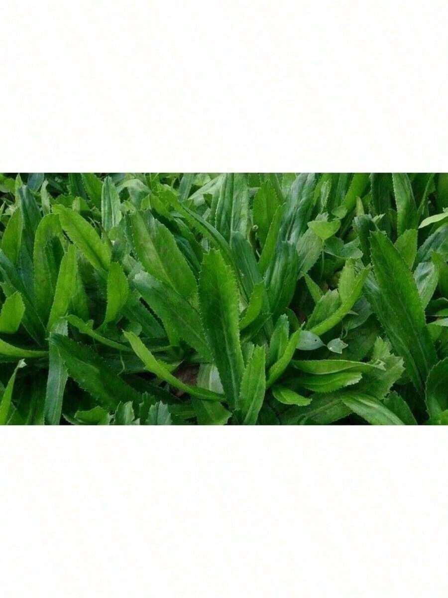 200+ Culantro Seeds |   Recao |   Ngò Gai Non-GMO Eryngium Foetidum Tropical Herb - 100 chiếc - Xem 1