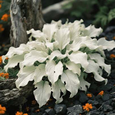 102pcs Hosta Seeds Courtyard Path Seeds Planted Beside Courtyard Paths Flowers Close to Ground Accompany Walking Routes