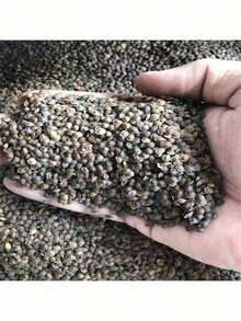 Sow Right Seeds 150pcs Seeds Plant Seeds Perennial Flowers - 150 Seeds - View 3