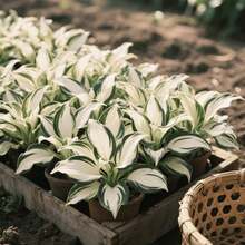 102pcs Hosta Seeds Courtyard Path Seeds Planted Beside Courtyard Paths Flowers Close to Ground Accompany Walking Routes