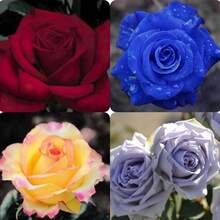 ¡Fascinación Azul y Elegancia! Kit de 4 Rosas: Carola Clásica, Rosa Azul, Estrella Romántica y el Majestuoso 'Vestido Azul' - Multicolor - Ver 2