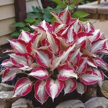 100 Oriental Chrysanthemum Plant Seeds 100 Oriental Chrysanthemum Plant Seeds White Red - ZHB-3-1 00年代編輯 - 查看 5
