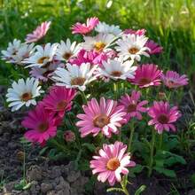 200pcs Mixed Marguerite Daisy Seeds White Pink Yellow Bloom Easy Grow Perennial Cottage Garden Pollinator Friendly Spring Summer Flower Drought Tolerant Seeds - 200粒種子 - 查看 3