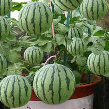 300seeds Super Sweet Jar Small Watermelon Seeds Seedless Small Watermelon Seeds All-Season Planting Balcony Garden Potted Thin-Skinned Watermelon - 33件 - 查看 6