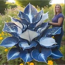 Hosta Seeds (100-Pack) Planting Perennial Delights, Ensuring Spectacular Garden Displays - 100顆種子 - 查看 1