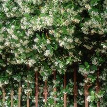 Climbing Jasmine Seeds (90pcs) – Long-Blooming, Scented Vines – Ideal For Arbors & Garden Fragrance - 90 - 查看 3