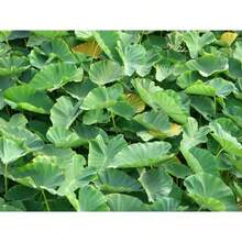 100pcs Tropical Elephant Ear Seeds For  Green Foliage, Easy-To-Grow Ornamental For Indoor Pots & Outdoor Gardens, Bold Foliage For Landscaping & Decorative Planting - 100PXS\ - Xem 6