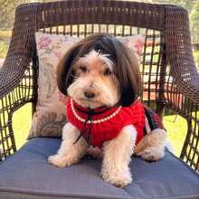 Hot Selling Cat Dog Wigs Suitable For Halloween Christmas Parties And Festivals - Pet Wigs For Small To Medium-Sized Dogs