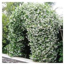 Climbing Jasmine Seeds (90pcs) – Long-Blooming, Scented Vines – Ideal For Arbors & Garden Fragrance - 90 - 查看 1