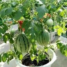 300seeds Super Sweet Jar Small Watermelon Seeds Seedless Small Watermelon Seeds All-Season Planting Balcony Garden Potted Thin-Skinned Watermelon - 33件 - 查看 7