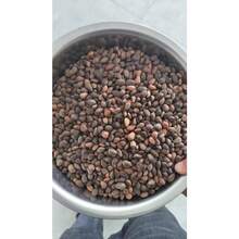 100 Pcs Hosta Seeds Bonsai Seeds Home Perennial Flowers Indoor Flower Plants Grow Plant Planting Garden - 100 chiếc - Xem 7