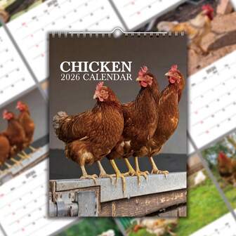 1pc 2026 Funny Chicken Theme Wall Calendar, Creative Farmhouse Rooster & Hen Illustration Monthly Planner, Cute Animal Wall Decor, Suitable For Office, Bedroom, Christmas & New Year Gift For Chicken Lovers