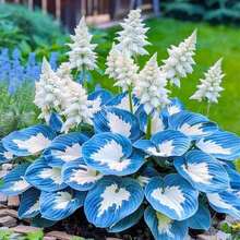 200 Hosta Seeds, Suitable For Home Garden Planting, Hardy And Suitable For All Seasons, Suitable For DIY Gardens, Home Gardens, Pots And Yards - The Ideal Gardening Gift - 200 hạt giống - Xem 1