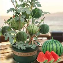 300seeds Super Sweet Jar Small Watermelon Seeds Seedless Small Watermelon Seeds All-Season Planting Balcony Garden Potted Thin-Skinned Watermelon - 33件 - 查看 1