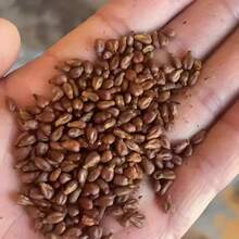 220Pcs Hardy Perennial Fuchsia Seeds Indoor Outdoor Planting Bonsai Tree Flower Potted Seeds Full Sun Light For Garden Home Decoration - 220 chiếc - Xem 5