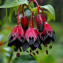 220Pcs Hardy Perennial Fuchsia Seeds Indoor Outdoor Planting Bonsai Tree Flower Potted Seeds Full Sun Light For Garden Home Decoration - 220 chiếc - Xem 2