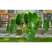 100pcs Tropical Elephant Ear Seeds For  Green Foliage, Easy-To-Grow Ornamental For Indoor Pots & Outdoor Gardens, Bold Foliage For Landscaping & Decorative Planting - 100PXS\ - Xem 5