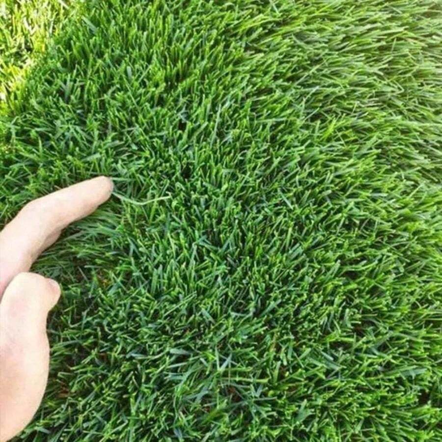 Oasis Bermuda Grass Seeds - A Warm-Season, High-Flow, Heat-Resistant, Drought-Tolerant, Low-Maintenance, And Fast-Growing Turf Grass, Suitable For Football Fields And Lawns, Ideal For Sunny Regions, With A High Coverage Rate Of 500 Seeds - Multicolor - View 1