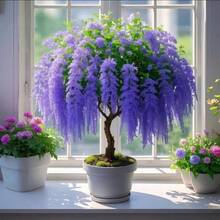 100 Tassel Saplings, Flower Seeds, Green Plants Are Fragrant In All Seasons, Indoor And Outdoor Balconies And Courtyards Are Good For Mosquito Repellent - 100 - 查看 10